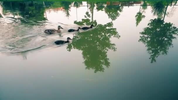 Утки плывут против течения воды в канале — стоковое видео